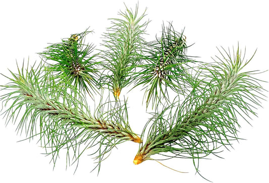 Air Plants - Colombian Tillandsia Funckiana, Large 5" - 5ct - Live Arrival Guaranteed - House Plants for Home Decor & Gift