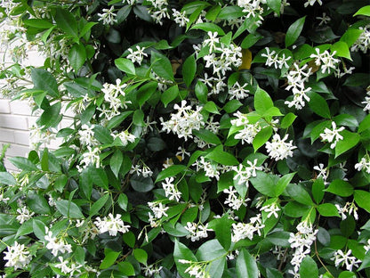 American Plant Exchange Live Confederate Jasmine Plant with Fragrant White Flowers, Star Jasmine Plant, Plant Pot for Home and Garden Decor, 10" Pot
