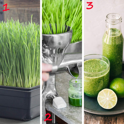 10-Pack 1010 Garden Growing Trays Without Drain Holes - 10" x 10" Plastic Plant Trays No Holes - Wheatgrass Sprouting Tray, Microgreens Seed Tray, Hydroponic Trays, Nursery Flats, Greenhouse Supplies