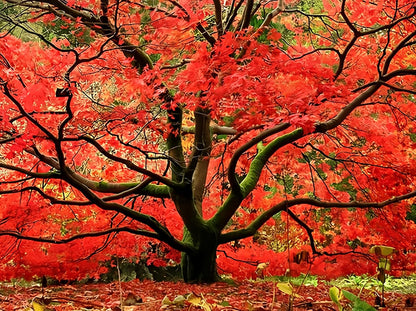Red Japanese Maple - Live Plant 2-3 feet Tall - Deep Red Leaves