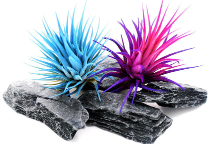 Live Extra Large Tillandsia Ionantha Guatemala Enhanced Colored Colorful Air Plant 3+ inch Easy Care Indoor Outdoor Home Decor Gift Airplant Awesome Industries Live Arrival Guaranteed (Moonbeam XL)