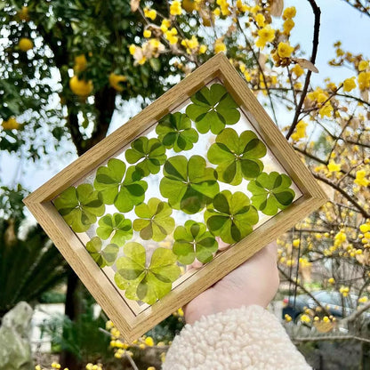 48 Pcs Mix Lucky Clover Natural Dried Pressed Flowers for Resin, Jewelry Making, Real Dry Flower for Cake Decorating , DIY Art Crafts - Four Leaf Clover