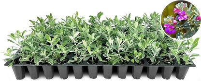 Texas Sage | 10 Live Plants | Leucophyllum frutescens | Drought-Tolerant Shrub for Landscaping | Hardy Evergreen with Silver Foliage and Purple Blooms