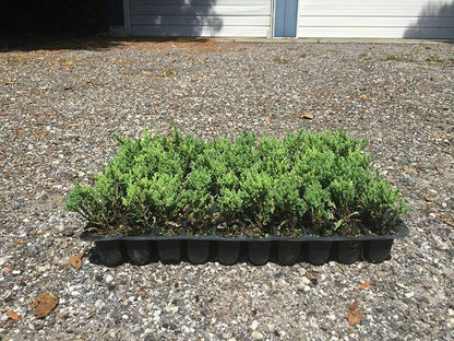 Blue Sargent Juniper - 3 Live Plants - Juniperus Chinensis - Drought Tolerant Cold Hardy Evergreen Ground Cover