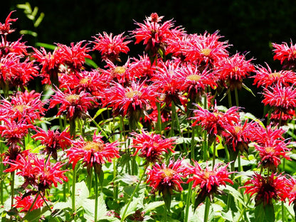 Greenwood Nursery: Live Perennial Plants - Bee Balm Jacob Cline + Monarda Didyma - [Qty: 3X Pint Pots] - (Click for Other Available Plants/Quantities)