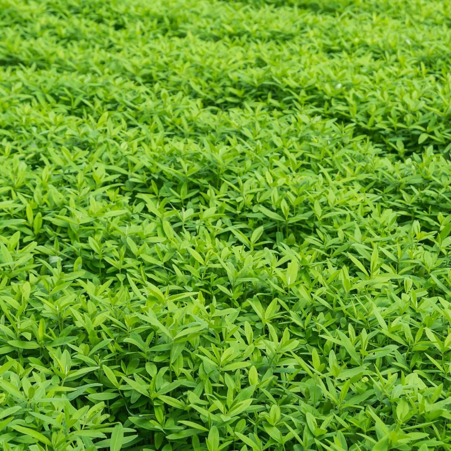 No-Till Garden Farm and Garden Cover Crop Mix Seeds - 5 Lbs - Blend of Gardening Cover Crop Seeds: Hairy Vetch, Daikon Radish, Forage Collards, Triticale, More