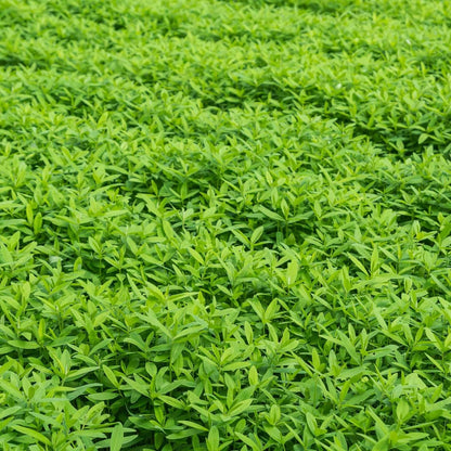 No-Till Garden Farm and Garden Cover Crop Mix Seeds - 5 Lbs - Blend of Gardening Cover Crop Seeds: Hairy Vetch, Daikon Radish, Forage Collards, Triticale, More