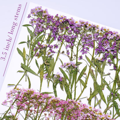 48 Pcs Mix Natural Dried Pressed Flowers for Cake Decorating, Real Dry Flower for Resin Jewelry Making, DIY Art Crafts - Sweet Alyssum