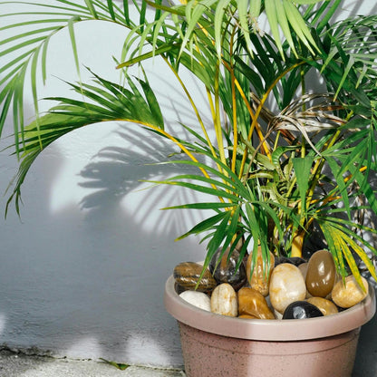 5lbs Large Pebbles for Indoor Plants, 2-3 Inch Natural River Rocks for Aquarium, High Polished Decorative Stones for Vase Filler Fish Tank Landscaping, Mixed Color Garden