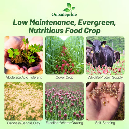 Outsidepride Crimson Clover Seeds - 1/4 lbs. Annual, Nitrocoated, & Inoculated Ground Cover Seeds, Ideal Clover Seed for Lawn, Cover Crop, Pasture, Hay, Green Manure & Wildlife Forage