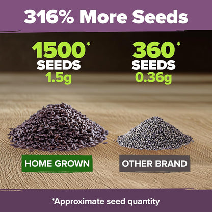 HOME GROWN 𝗨𝗦𝗔 𝗣𝗥𝗘𝗠𝗜𝗨𝗠 English Lavender Seeds 1,500+ 𝗡𝗢𝗡-𝗚𝗠𝗢 Wildflower Seed for Planting Indoor/Outdoor, High Germination, Plant Flower Seeds (Lavandula antustifolia)