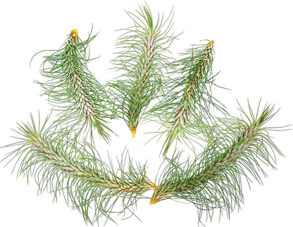 Air Plants - Colombian Tillandsia Funckiana, Large 5" - 5ct - Live Arrival Guaranteed - House Plants for Home Decor & Gift
