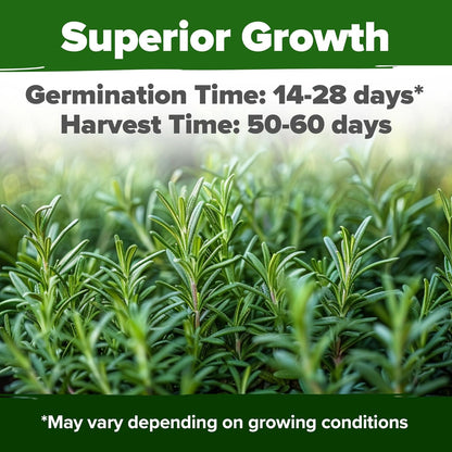 HOME GROWN Rosemary Seeds Pack - 300 High Germinating 𝗡𝗢𝗡-𝗚𝗠𝗢, 𝗨𝗦𝗔-𝗦𝗢𝗨𝗥𝗖𝗘𝗗 Heirloom Herb Seeds for Planting in Indoor or Outdoor Herb Gardens (Salvia rosmarinus)