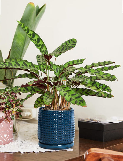 D'vine Dev 6 Inch 4 Inch Ceramic Indoor Planter Pots with Drainage Hole and Saucer, Beaded Design Flower Pots, Set of 2, Blue, 27-D-U-3