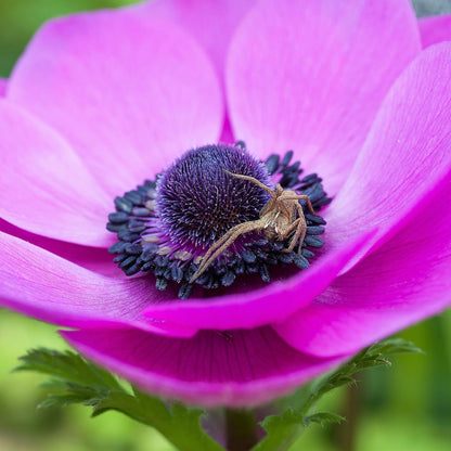Easy to Grow Anemone Rosea - 20 Plant Bulbs, Bright Pink Flowers in Spring Outdoor, Full Sun