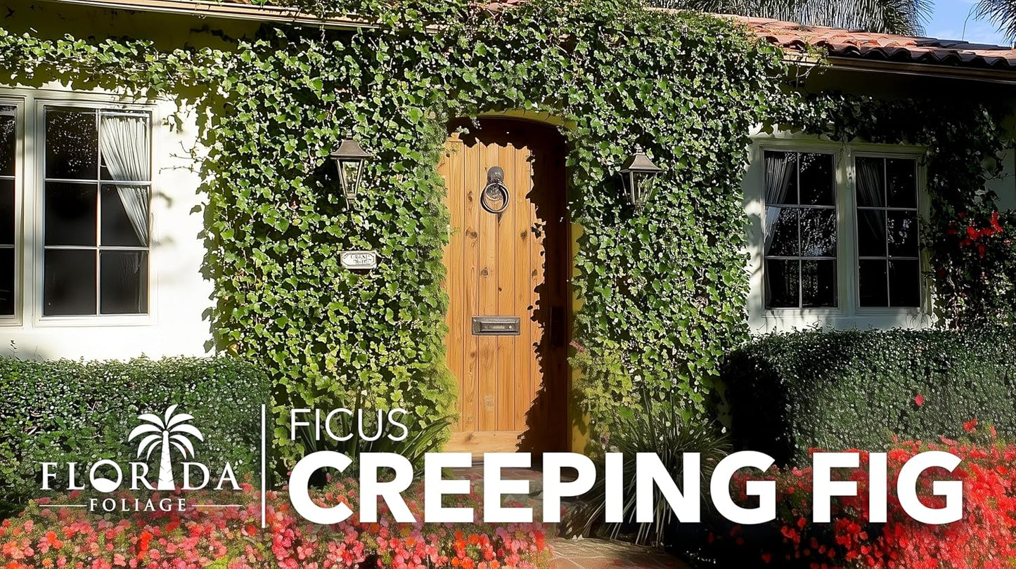 Creeping Fig Vine | 3 Live Plants | Ficus Pumila | Fast-Growing Ground Cover | Evergreen Climbing Vine for Walls & Trellises