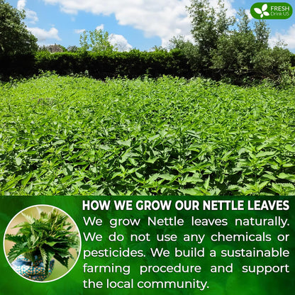 FreshDrinkUS, Premium 135 Nettle Leaf Tea Bags, 100% Natural & Pure, Stinging Nettle Leaf Tea, Nettle Leaf Tea, Burn Nettle, Stinging Nettle, Nettle Tea, Stinger Tea, No Sugar/ Caffeine & Gluten, Vegan