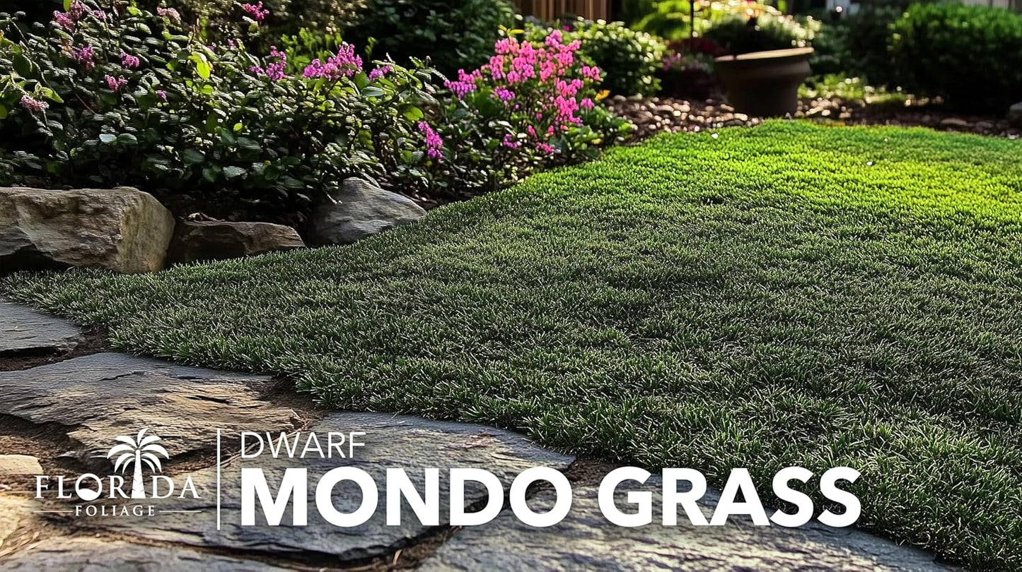 Dwarf Mondo Grass | 3 Live Plants | Ophiopogon Japonicus Nana | Lush Ground Cover | Shade Loving Low Maintenance Garden Solution | Ideal for Landscaping and Borders | Hardy and Evergreen