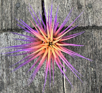 Live Extra Large Tillandsia Ionantha Guatemala Colorful Air Plant 3+ inch Enhanced Color Easy Care Indoor Outdoor Home Decor Gift Airplant by Awesome Industries (Sunset XL)
