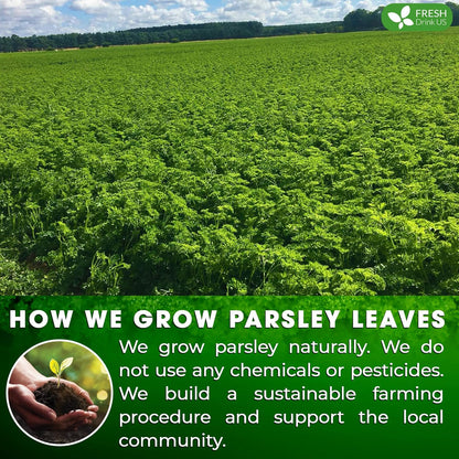 FreshDrinkUS, Premium 75 Parsley Leaf Tea Bags, 100% Natural & Pure from Parsley Leaves. Loose Leaf Parsley Herbal Tea. Made with Natural Material Tea Bags. No Sugar, No Caffeine, No Gluten, Vegan.