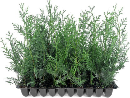 Leyland Cypress | 50 Live Plants | Cupressocyparis leylandii | Fast Growing Privacy Trees, Evergreen Landscape Plants, Drought Tolerant, Low Maintenance, Windbreak, Hardy
