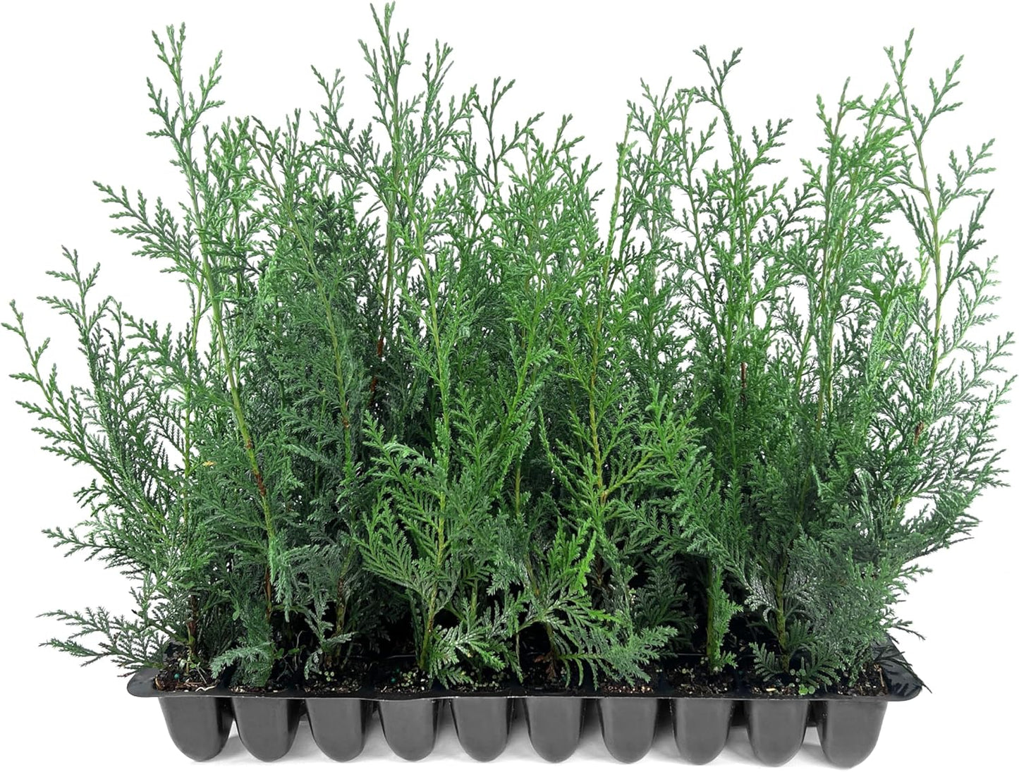 Leyland Cypress | 20 Live Plants | Cupressocyparis leylandii | Fast Growing Privacy Trees, Evergreen Landscape Plants, Drought Tolerant, Low Maintenance, Windbreak, Hardy