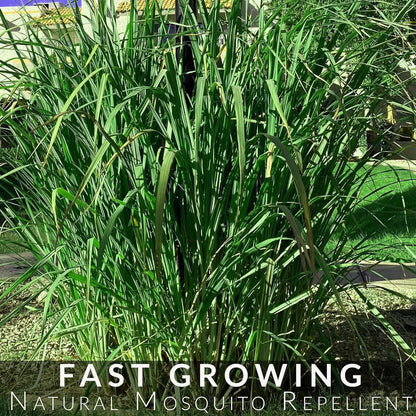 5 Lemongrass Plants 12 Inches Long, Rooted & Ready to Plant, Hydroponically Grown Lemon Grass Live Stalks, Natural Mosquito Repellent, Premium Quality Stalks Perfect for Tea and Essential Oils