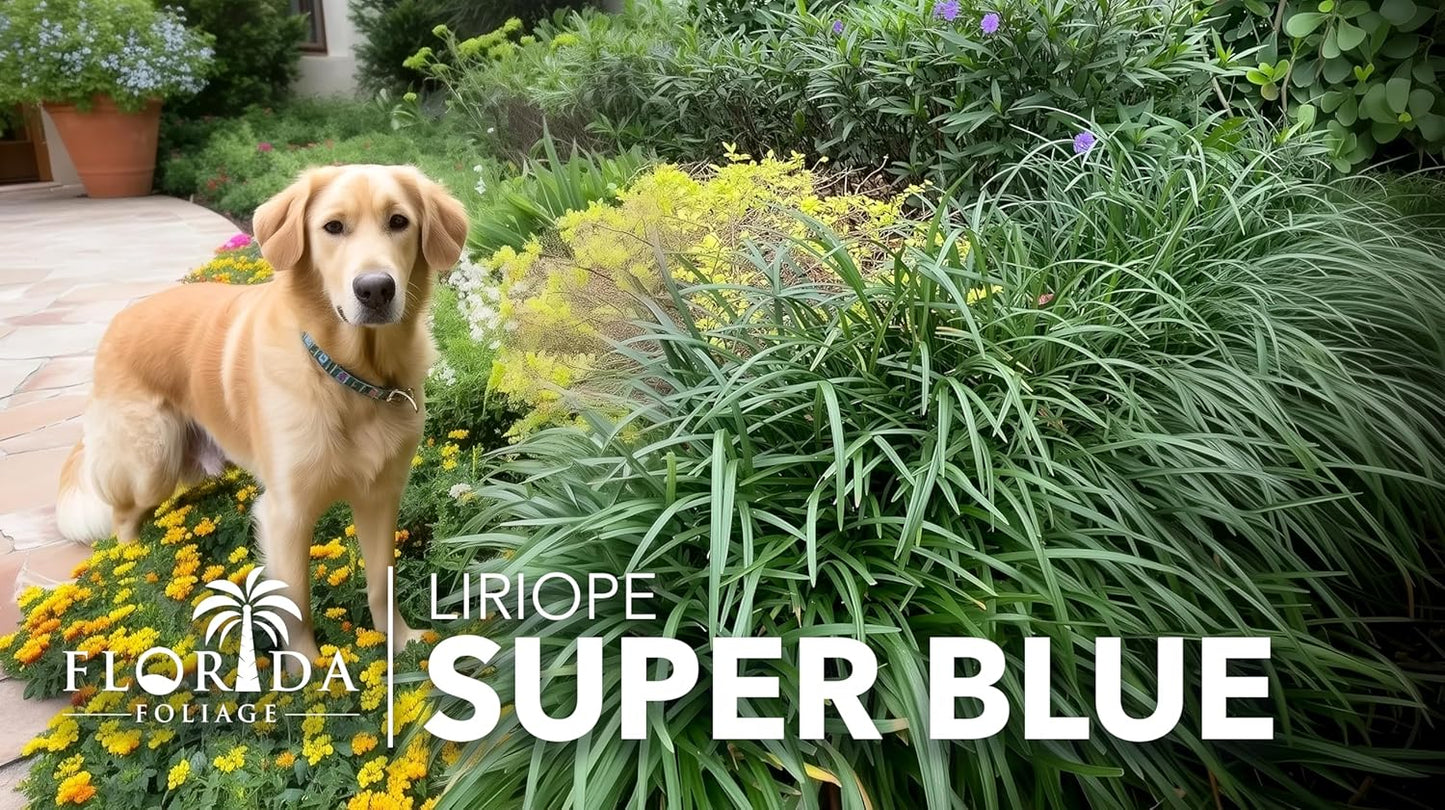 Liriope Super Blue | 3 Large Gallon Size Plants | Liriope muscari 'Super Blue' | Ornamental Ground Cover Plants | Shade-Tolerant Landscaping Perennial