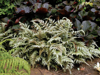Greenwood Nursery: Live Perennial Plants - Japanese Painted Fern + Athyrium Niponicum - [Qty: 1x Pint Pot] - (Click for Other Available Plants/Quantities)