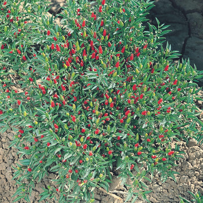 Thai Ornamental Hot Pepper 1 Gram ~430 Seeds – Non-GMO, Heirloom, Open-Pollinated – 50K–100K SHU – Compact, Upright Plants – Edible & Decorative – Heat-Tolerant