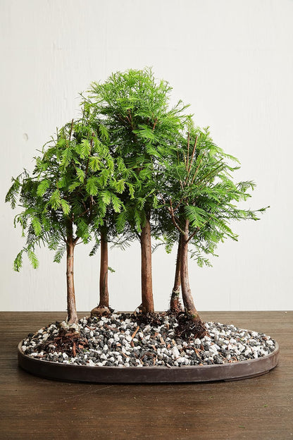 Bonsai All-Purpose Fertilizer by The Bonsai Supply – 2Lbs | Quick Results | Micro Nutrients for Vital Bonsai Health