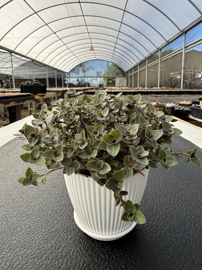 Turtle Vine with White Stripe Succulent, Live Callisia Repens Sedum Succulent in 4" Pot, House Plant Home Office Wedding Decoration DIY Projects Party Favor