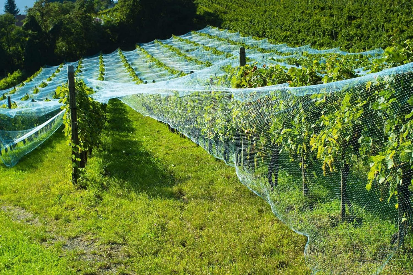 CandyHome 13Ft x 33Ft Anti Bird Protection Mesh Garden Netting Seedlings Plants Flowers Fruit Trees Vegetables from Rodents Deer Reusable Fencing, Green