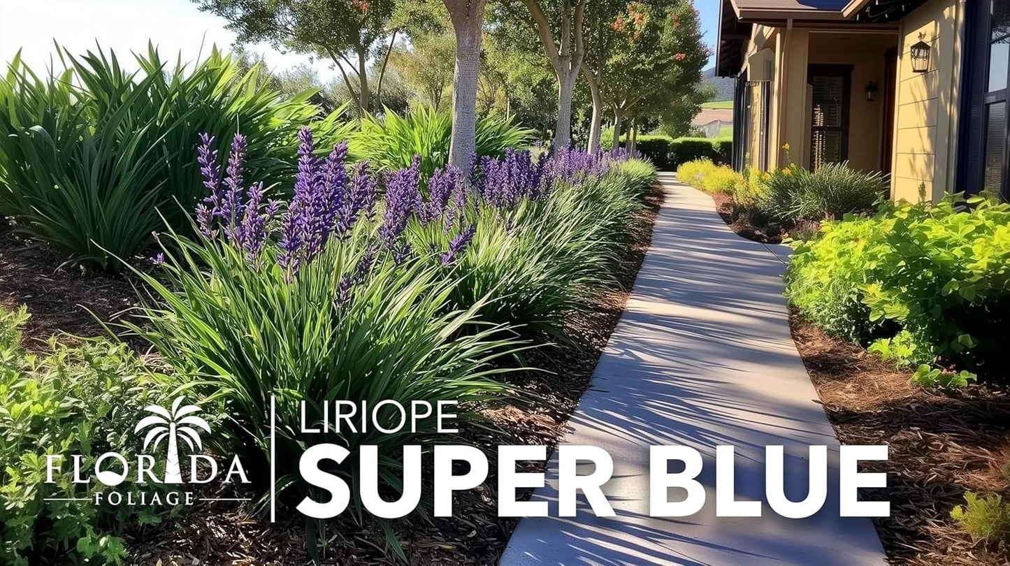 Liriope Super Blue | 5 Live 4 Inch Plants | Liriope muscari 'Super Blue' | Ornamental Ground Cover Plants | Shade-Tolerant Landscaping Perennial