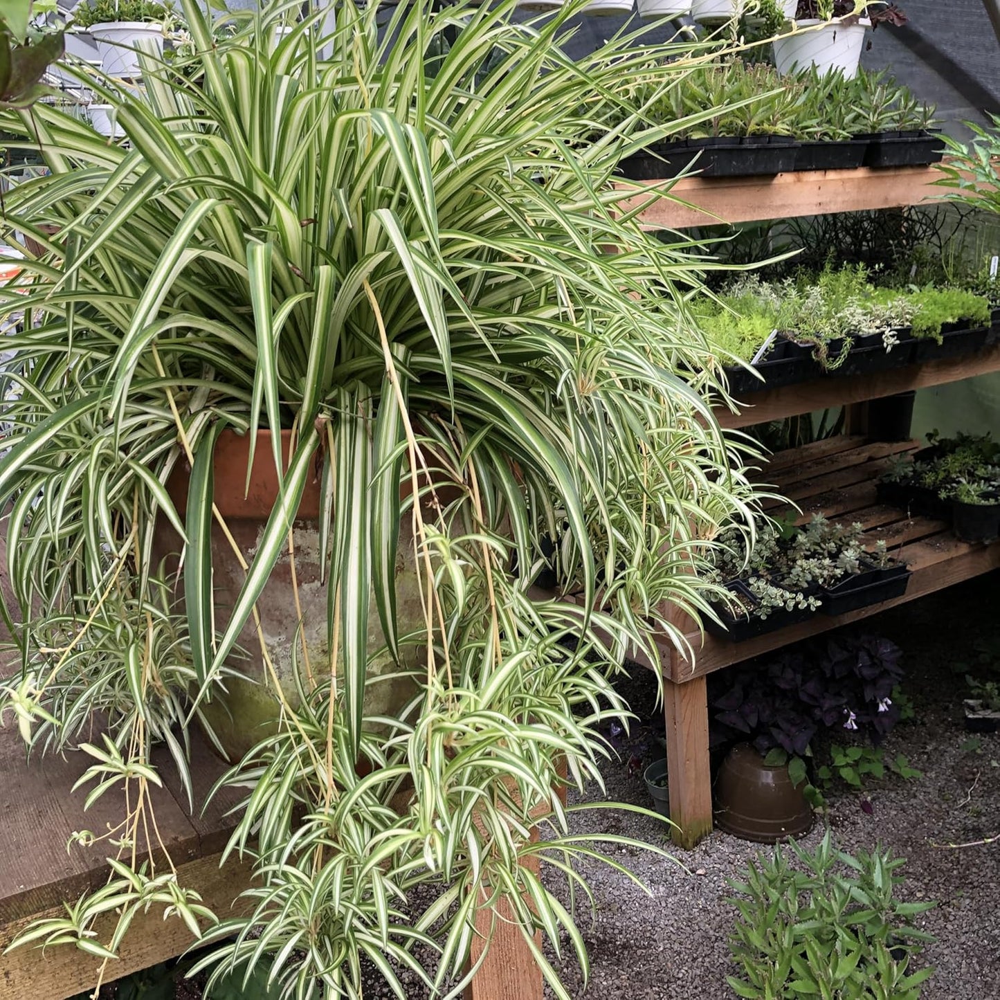 Organic Variegated Spider Plant (Chlorophytum cosmosum 'Variegatum') in 2.5-Inch Pot by Smoke Camp Crafts - Air-Purifying Live House Plant - Mala Madre, Airplane Plant - Green Edge