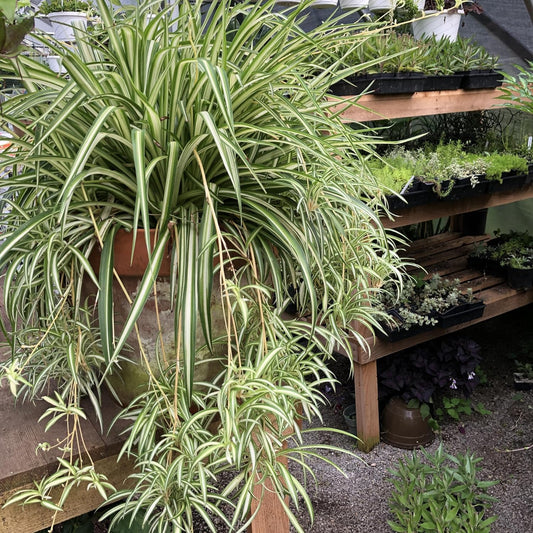 Organic Variegated Spider Plant (Chlorophytum cosmosum 'Variegatum') in 2.5-Inch Pot by Smoke Camp Crafts - Air-Purifying Live House Plant - Mala Madre, Airplane Plant - Green Edge