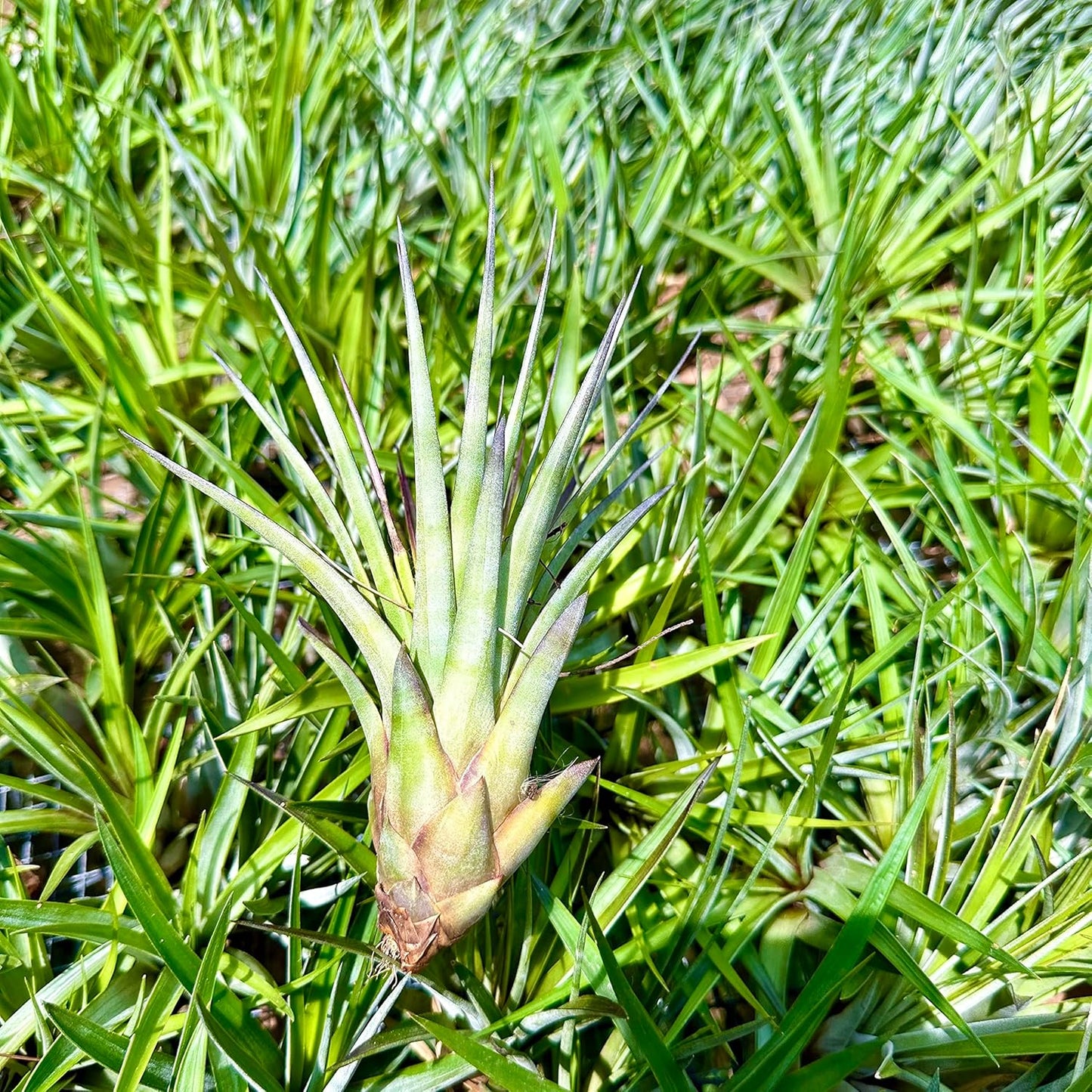 Air Plants - Tillandsia Fasciculata Tricolor, Large 4-6" - 2ct - Live Arrival Guaranteed - House Plants for Home Decor & Gift