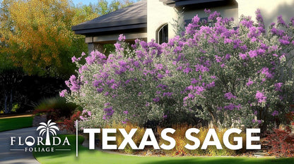 Texas Sage | 10 Live Plants | Leucophyllum frutescens | Drought-Tolerant Shrub for Landscaping | Hardy Evergreen with Silver Foliage and Purple Blooms