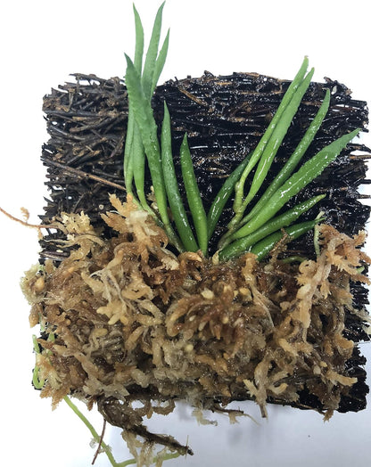 Miniature Tree Fern Mounted Orchid (Miniature Orchid: Dendrobium cucumerinum)