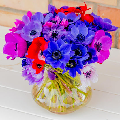 Easy to Grow Anemone Monarch de Caen Mix 60 Plant Bulbs - Blue Pink Purple Red Flowers in Spring, Full Sun Outdoor Zones 8-10