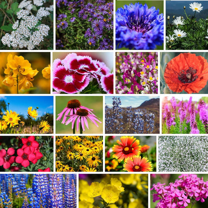 Northeastern Wildflower Seeds Bulk – 1/4 lb, 160,000+ Seeds – Native Northeast Wildflower Mix – Annual & Perennial Flower Seed for Planting – Pollinator-Friendly Garden Mix