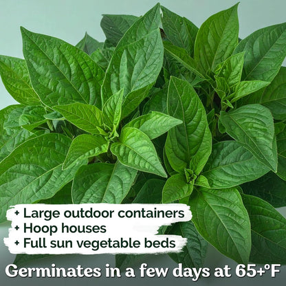 KVITER 3000 Egyptian Spinach Seeds - Molokhia (Corchorus Olitorius) – Jute Leaves, Ewedu, Rau Day, Saluyot Vegetable Seed – Non GMO & Heirloom Vegetable Seeds for Planting Outdoors & Indoors