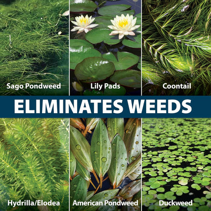 Airmax Wipeout Pond Weed Defense, Herbicide & Aquatic Weed Control, Controls Duckweed & Other Unwanted Submerged & Floating Vegetation, Easy-to-Use & Long Lasting, All-Season Treatment - 24 Ounce