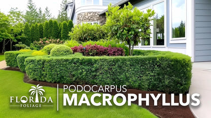 Podocarpus Macrophyllus Japanese Yew | 40 Live Plants | Podocarpus macrophyllus | Privacy Hedge Shrub | Evergreen Landscaping Plants for Gardens & Borders