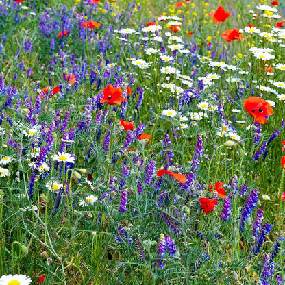 Wildflower Seed Bulk, 3 Oz. (80,000+ Seeds) – 19 Non-GMO Flower Seeds for Shade, Annual & Perennial Wild Flowers Mix for Partial Shade – Shade Tolerant by Mountain Valley Seed