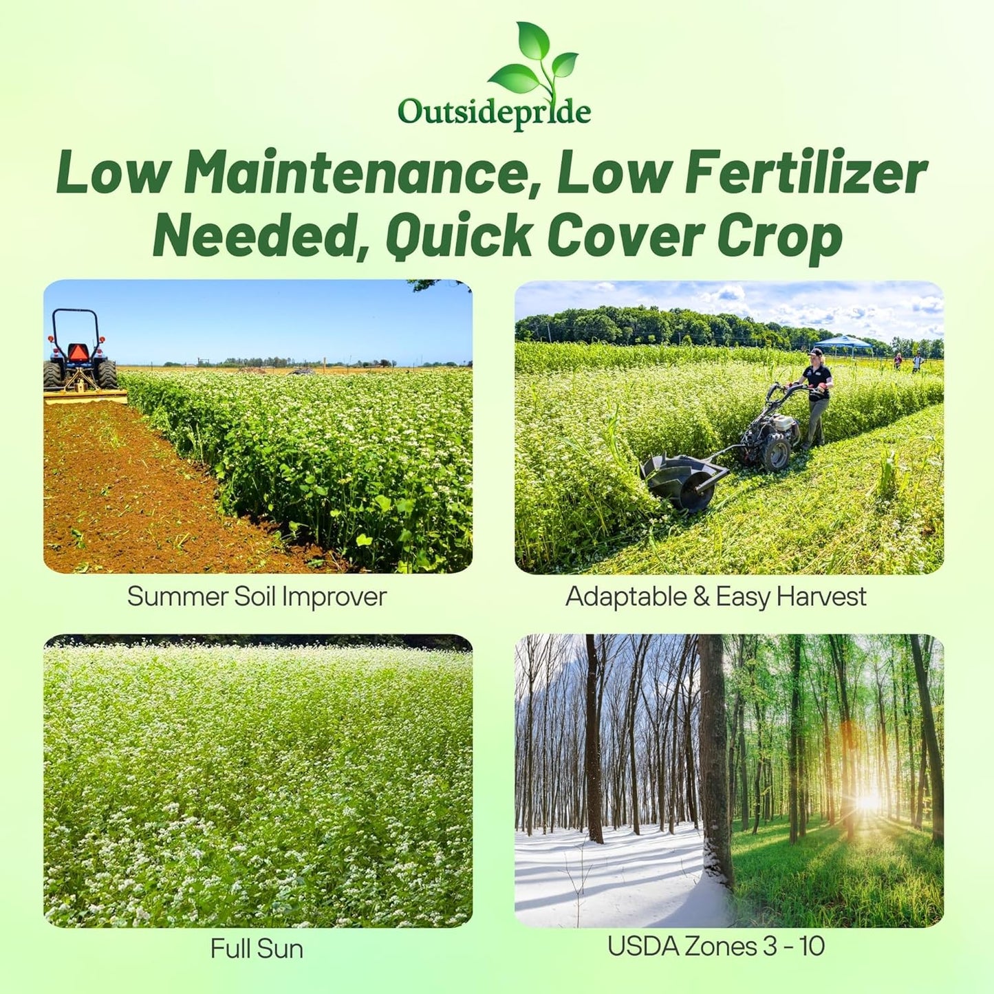 Outsidepride Buckwheat Seeds - 50lbs Annual, Fast-Growing, Easy to Grow Buckwheat Cover Crop Seeds for Green Manure, Bee Pasture & Pollinators, Wildlife Habitat, Soil Improvement, and Erosion Control
