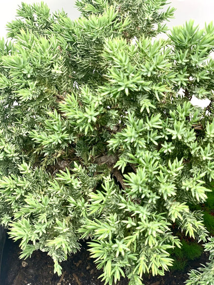 Live Dwarf Juniper Bonsai Tree 12+ Years Old with Bamboo mat| Juniper or Jade Bonsai Tree | Indoor/Outdoor | 100% Handcrafted| Home and Office Décor | Best Gift for Holiday (style3)