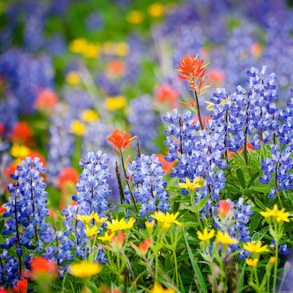 Created By Nature Maine Wildflower State Mix, 15 Flower Varieties, 50,000 Seeds
