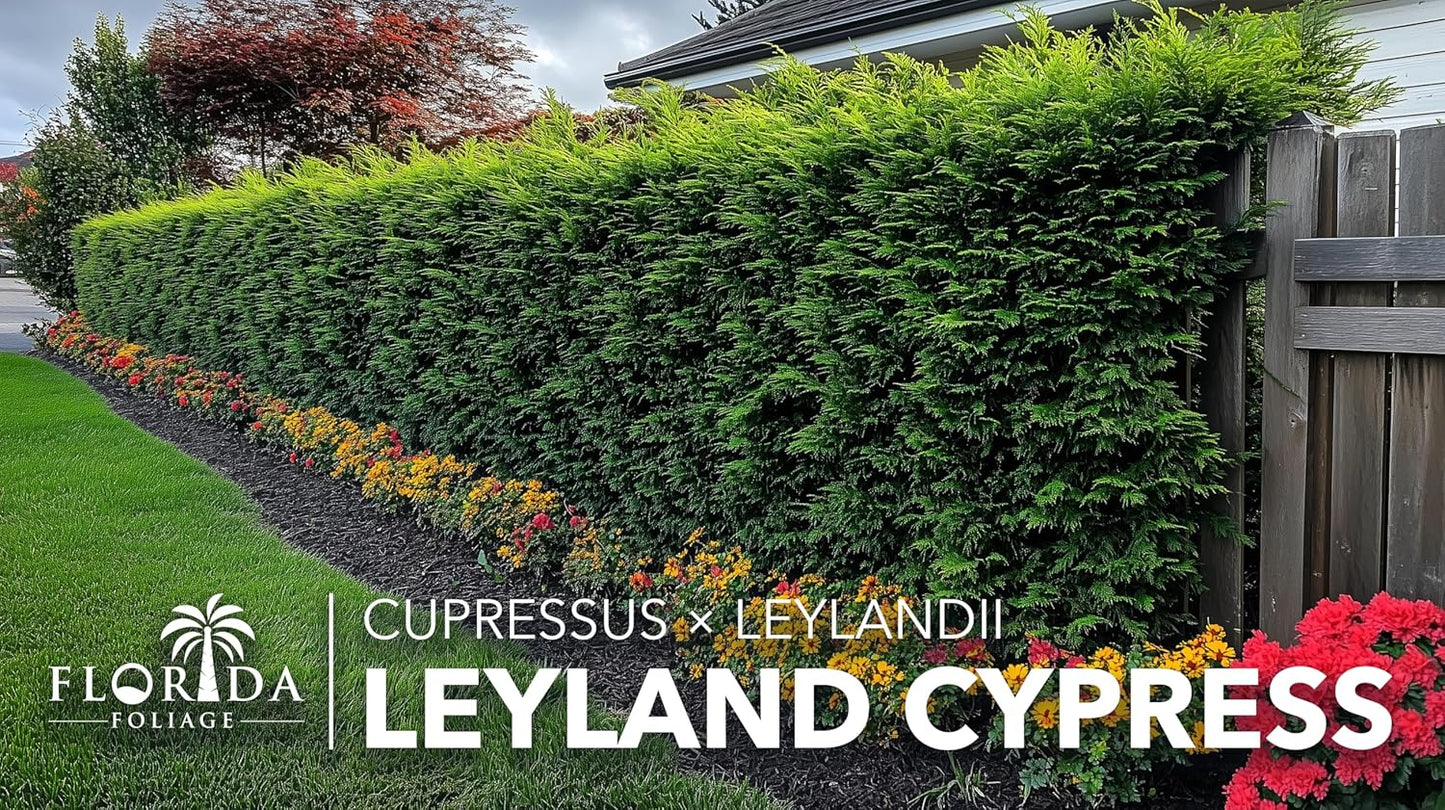 Leyland Cypress |1 Large Gallon Size Plant | Cupressocyparis leylandii | Fast Growing Privacy Trees, Evergreen Landscape Plants, Drought Tolerant, Low Maintenance, Windbreak, Hardy