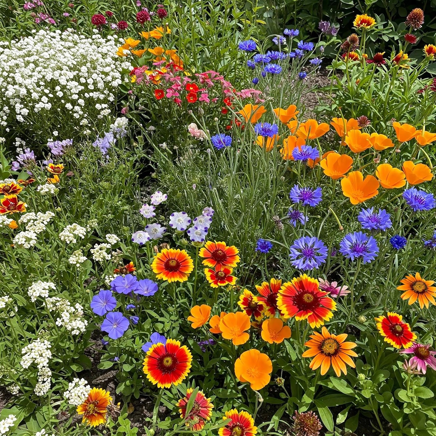 Ferry-Morse Southwest Mix Bulk Wildflower Seeds, 1lb